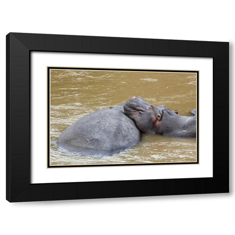 Kenya, Masai Mara Hippopotamus resting Black Modern Wood Framed Art Print with Double Matting by Kirkland, Dennis