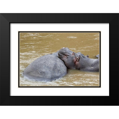 Kenya, Masai Mara Hippopotamus resting Black Modern Wood Framed Art Print with Double Matting by Kirkland, Dennis