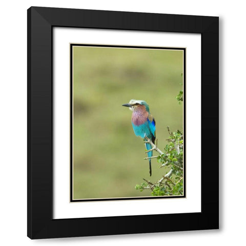 Kenya, Masai Mara Lilac-breasted roller on tree Black Modern Wood Framed Art Print with Double Matting by Kirkland, Dennis