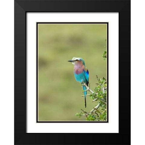Kenya, Masai Mara Lilac-breasted roller on tree Black Modern Wood Framed Art Print with Double Matting by Kirkland, Dennis