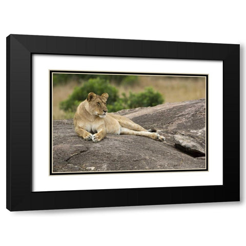 Kenya, Masai Mara Lioness resting on boulder Black Modern Wood Framed Art Print with Double Matting by Kirkland, Dennis
