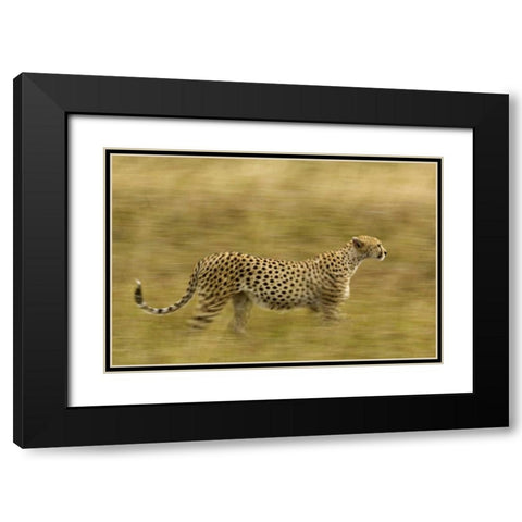 Kenya, Masai Mara Motion blur of cheetah Black Modern Wood Framed Art Print with Double Matting by Kirkland, Dennis