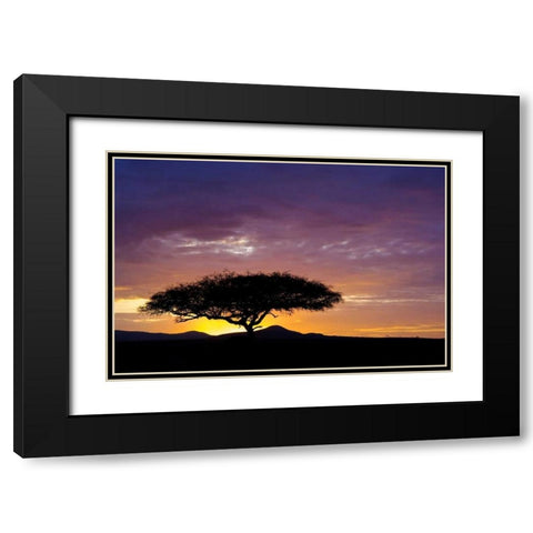 Kenya, Masai Mara Sunrise silhouettes acacias Black Modern Wood Framed Art Print with Double Matting by Kirkland, Dennis