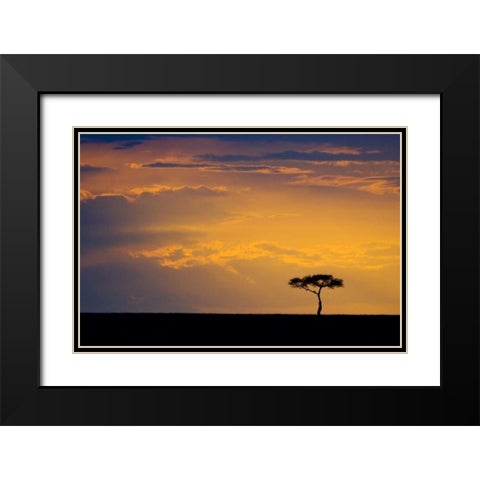 Kenya, Masai Mara Sunrise silhouettes an acacia Black Modern Wood Framed Art Print with Double Matting by Kirkland, Dennis