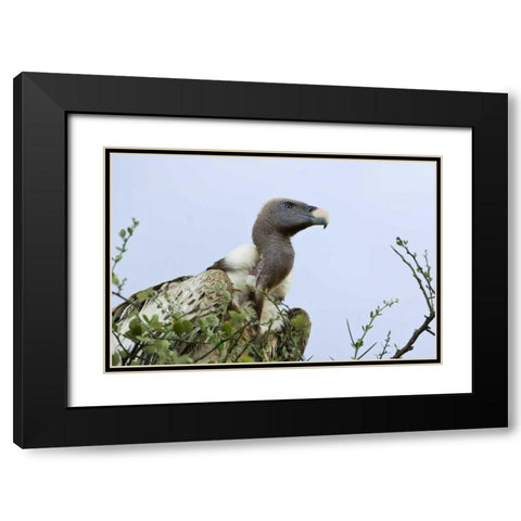 Kenya, Masai Mara White-back vulture in a tree Black Modern Wood Framed Art Print with Double Matting by Kirkland, Dennis