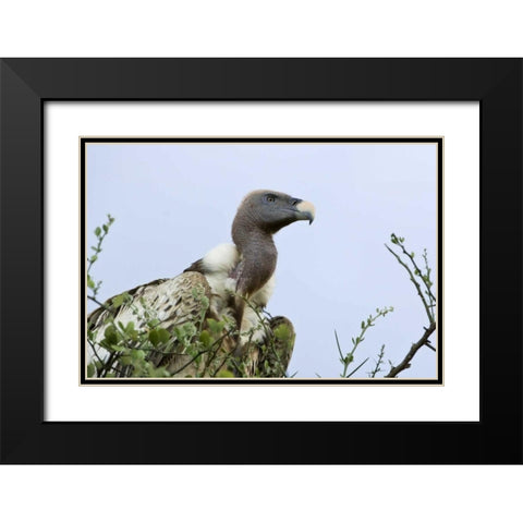 Kenya, Masai Mara White-back vulture in a tree Black Modern Wood Framed Art Print with Double Matting by Kirkland, Dennis