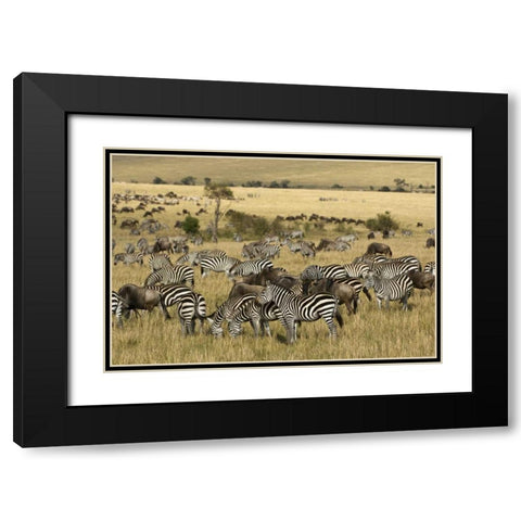 Kenya, Masai Mara Zebras and wildebeests grazing Black Modern Wood Framed Art Print with Double Matting by Kirkland, Dennis