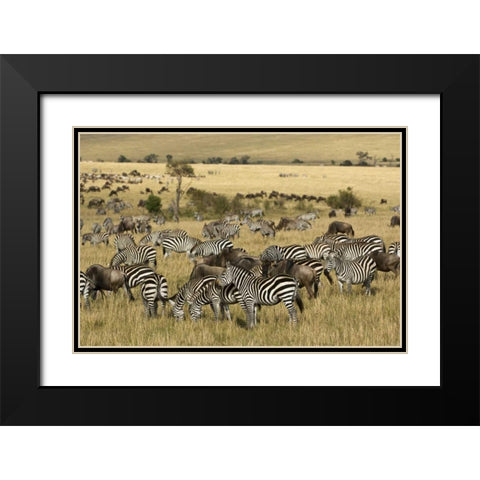 Kenya, Masai Mara Zebras and wildebeests grazing Black Modern Wood Framed Art Print with Double Matting by Kirkland, Dennis