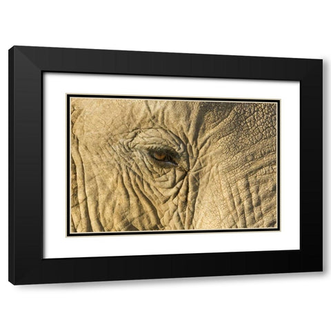 Kenya, Samburu Reserve Elephant face and eye Black Modern Wood Framed Art Print with Double Matting by Kirkland, Dennis