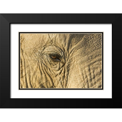 Kenya, Samburu Reserve Elephant face and eye Black Modern Wood Framed Art Print with Double Matting by Kirkland, Dennis