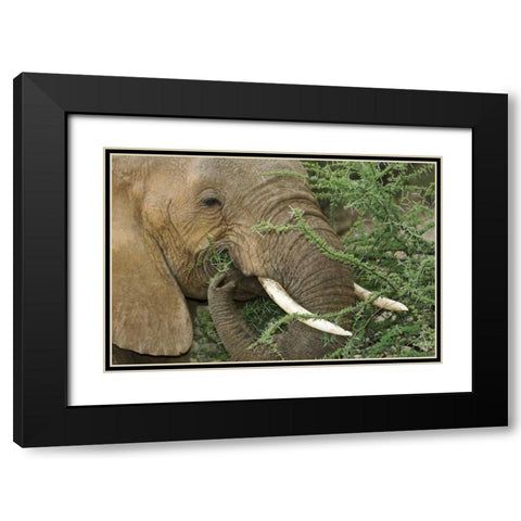 Kenya, Samburu Reserve Elephant eating Acacia Black Modern Wood Framed Art Print with Double Matting by Kirkland, Dennis