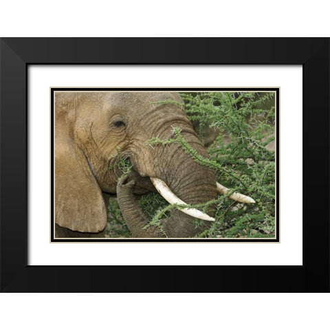 Kenya, Samburu Reserve Elephant eating Acacia Black Modern Wood Framed Art Print with Double Matting by Kirkland, Dennis