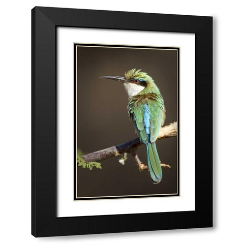 Kenya, Samburu National Reserve Somali bee-eater Black Modern Wood Framed Art Print with Double Matting by Williams, Joanne