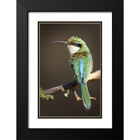 Kenya, Samburu National Reserve Somali bee-eater Black Modern Wood Framed Art Print with Double Matting by Williams, Joanne