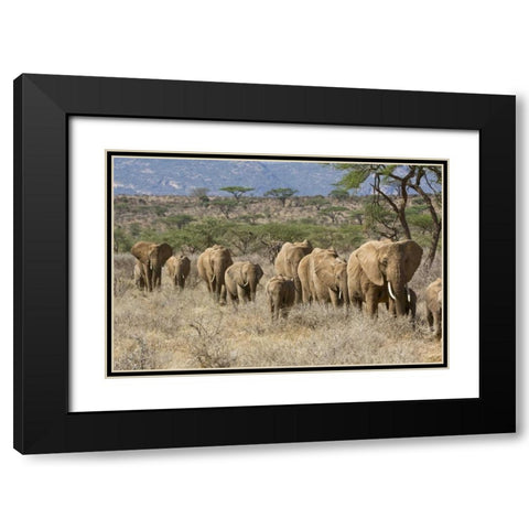 Kenya, Samburu Reserve Elephants walk in a line Black Modern Wood Framed Art Print with Double Matting by Kirkland, Dennis