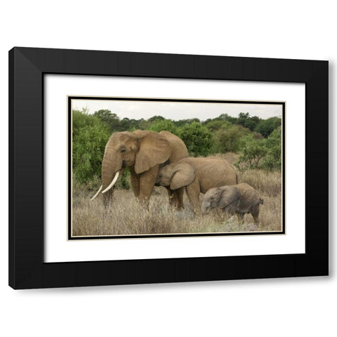 Kenya, Samburu Reserve Elephant with two babies Black Modern Wood Framed Art Print with Double Matting by Kirkland, Dennis