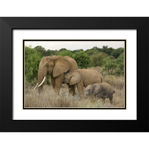 Kenya, Samburu Reserve Elephant with two babies Black Modern Wood Framed Art Print with Double Matting by Kirkland, Dennis
