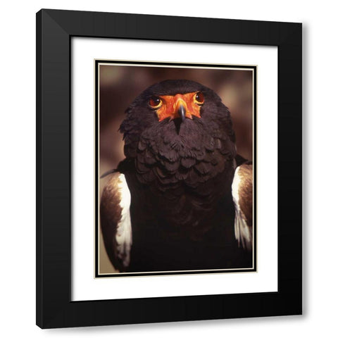 Kenya, Samburu National Reserve Bateleur bird Black Modern Wood Framed Art Print with Double Matting by Williams, Joanne