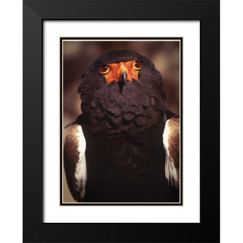 Kenya, Samburu National Reserve Bateleur bird Black Modern Wood Framed Art Print with Double Matting by Williams, Joanne