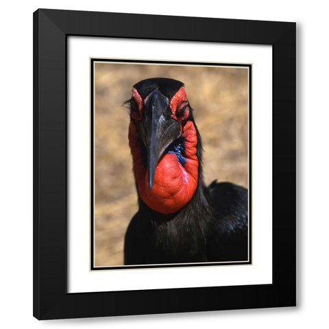 Kenya, Samburu National Reserve Ground hornbill Black Modern Wood Framed Art Print with Double Matting by Williams, Joanne