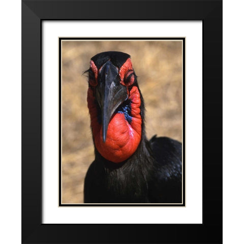 Kenya, Samburu National Reserve Ground hornbill Black Modern Wood Framed Art Print with Double Matting by Williams, Joanne