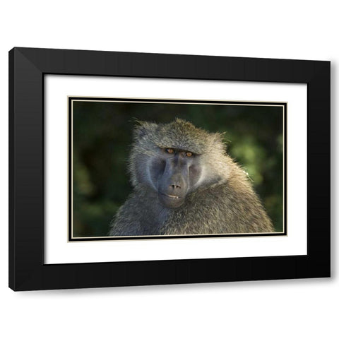 Kenya, Samburu National ReserveOlive baboon Black Modern Wood Framed Art Print with Double Matting by Kirkland, Dennis