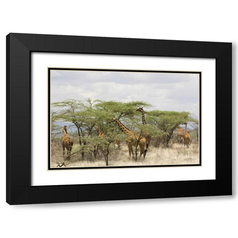 Kenya, Samburu Reserve Rothschild giraffes Black Modern Wood Framed Art Print with Double Matting by Kirkland, Dennis
