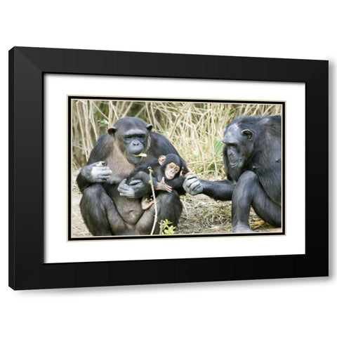 Kenya Chimpanzee family on an island Black Modern Wood Framed Art Print with Double Matting by Williams, Joanne