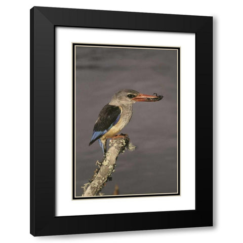 Kenya Grey-hooded kingfisher on limb Black Modern Wood Framed Art Print with Double Matting by Williams, Joanne