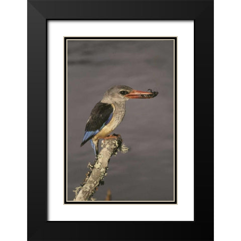 Kenya Grey-hooded kingfisher on limb Black Modern Wood Framed Art Print with Double Matting by Williams, Joanne