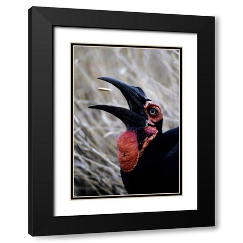 Kenya Ground hornbill eats a morsel Black Modern Wood Framed Art Print with Double Matting by Williams, Joanne