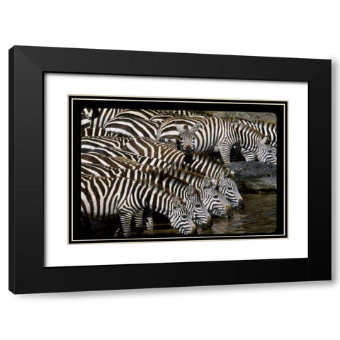 Kenya Herd of zebras drinking Black Modern Wood Framed Art Print with Double Matting by Williams, Joanne
