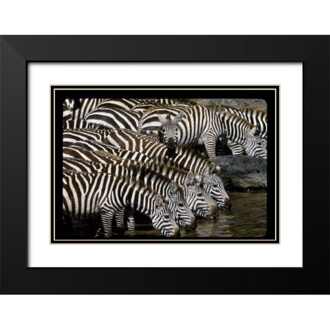 Kenya Herd of zebras drinking Black Modern Wood Framed Art Print with Double Matting by Williams, Joanne