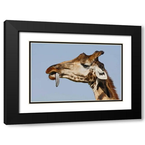 Kenya, Nakuru NP Rothschilds giraffe Black Modern Wood Framed Art Print with Double Matting by Morris, Arthur