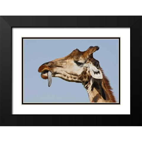Kenya, Nakuru NP Rothschilds giraffe Black Modern Wood Framed Art Print with Double Matting by Morris, Arthur