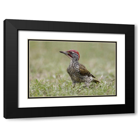 Kenya, Masai Mara, Nubian woodpecker in grass Black Modern Wood Framed Art Print with Double Matting by Morris, Arthur