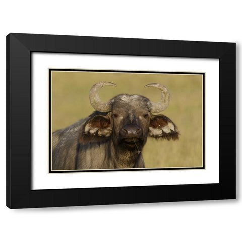 Kenya, Nakuru NP Cape buffalo grazing Black Modern Wood Framed Art Print with Double Matting by Morris, Arthur