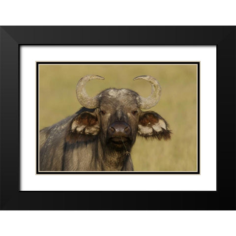 Kenya, Nakuru NP Cape buffalo grazing Black Modern Wood Framed Art Print with Double Matting by Morris, Arthur