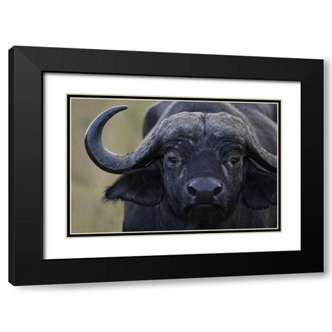 Kenya, Masai Mara, Keekorok Lodge Cape buffalo Black Modern Wood Framed Art Print with Double Matting by Morris, Arthur