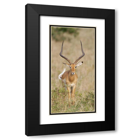 Kenya, Masai Mara Impala wagging tail Black Modern Wood Framed Art Print with Double Matting by Morris, Arthur