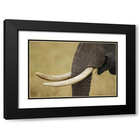Kenya, Masai Mara, African elephant tusks Black Modern Wood Framed Art Print with Double Matting by Morris, Arthur