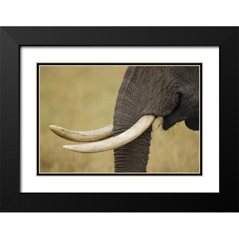 Kenya, Masai Mara, African elephant tusks Black Modern Wood Framed Art Print with Double Matting by Morris, Arthur