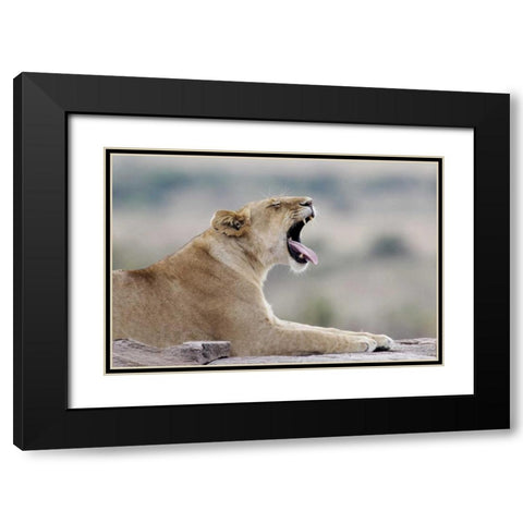 Kenya, Masai Mara African lioness yawns on rock Black Modern Wood Framed Art Print with Double Matting by Morris, Arthur