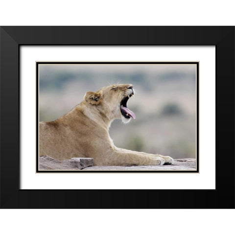 Kenya, Masai Mara African lioness yawns on rock Black Modern Wood Framed Art Print with Double Matting by Morris, Arthur