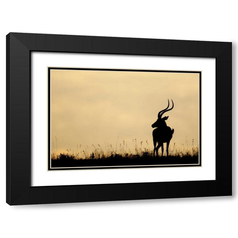 Kenya, Nakuru NP Male impala with oxpecker Black Modern Wood Framed Art Print with Double Matting by Morris, Arthur