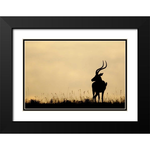 Kenya, Nakuru NP Male impala with oxpecker Black Modern Wood Framed Art Print with Double Matting by Morris, Arthur