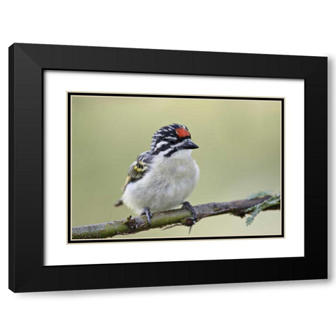 Kenya, Masai Mara Red-fronted tinkerbird on limb Black Modern Wood Framed Art Print with Double Matting by Morris, Arthur