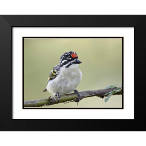 Kenya, Masai Mara Red-fronted tinkerbird on limb Black Modern Wood Framed Art Print with Double Matting by Morris, Arthur