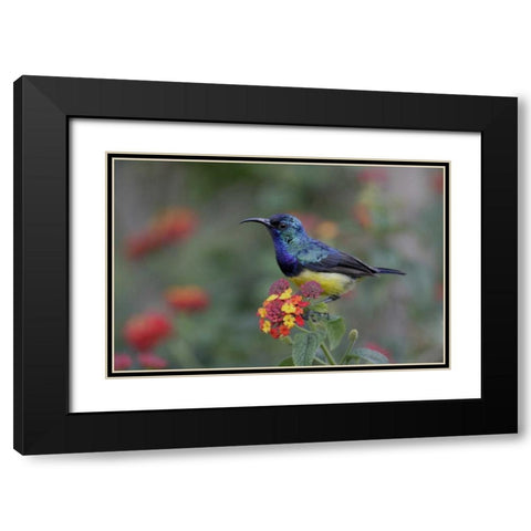 Kenya, Lake Naivasha Variable sunbird on flowers Black Modern Wood Framed Art Print with Double Matting by Morris, Arthur