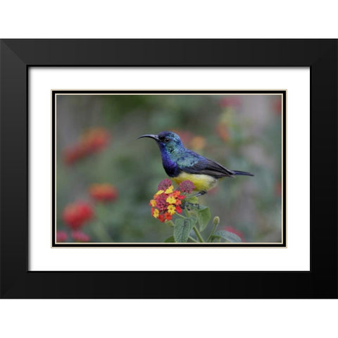 Kenya, Lake Naivasha Variable sunbird on flowers Black Modern Wood Framed Art Print with Double Matting by Morris, Arthur